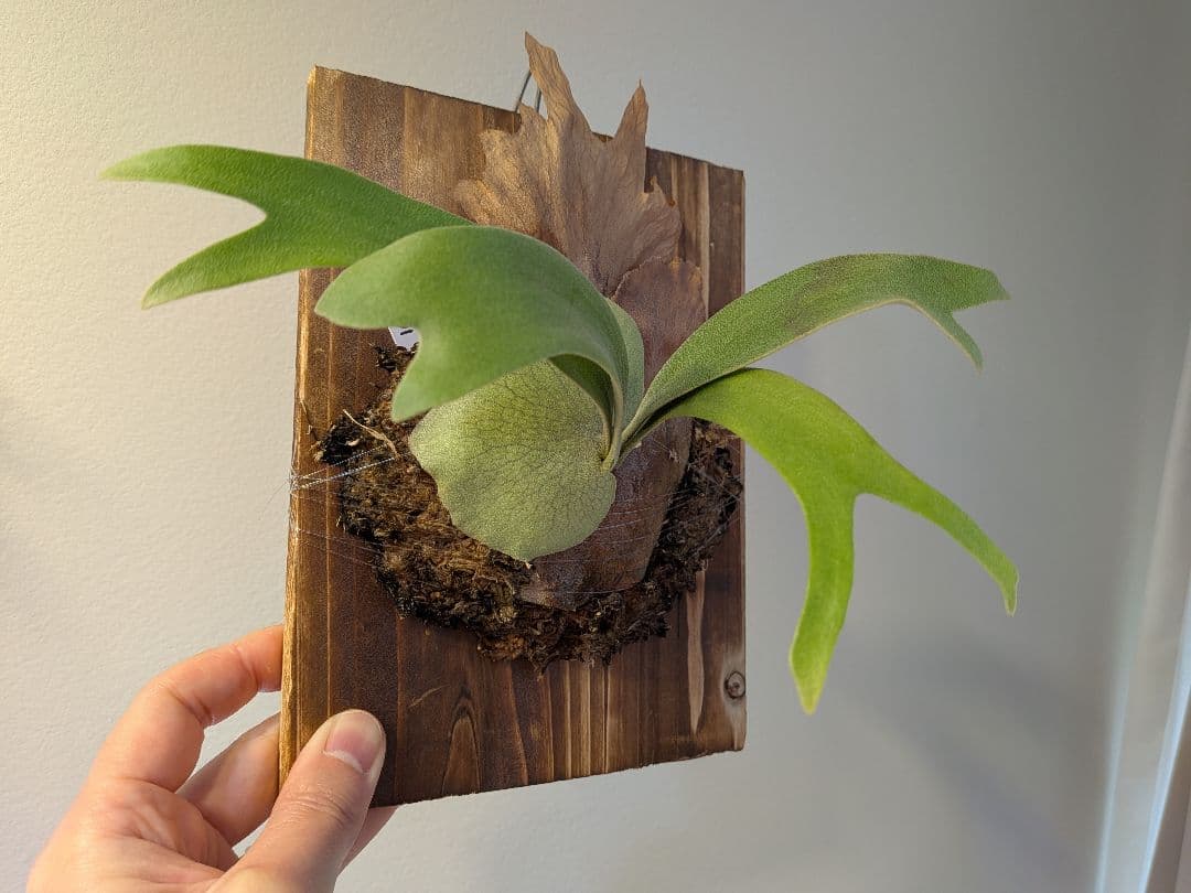 willinckii wild species mutasi01 ウィリンキー