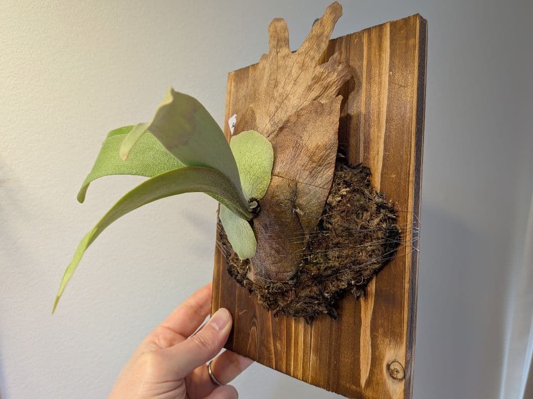 willinckii wild species mutasi01 ウィリンキー