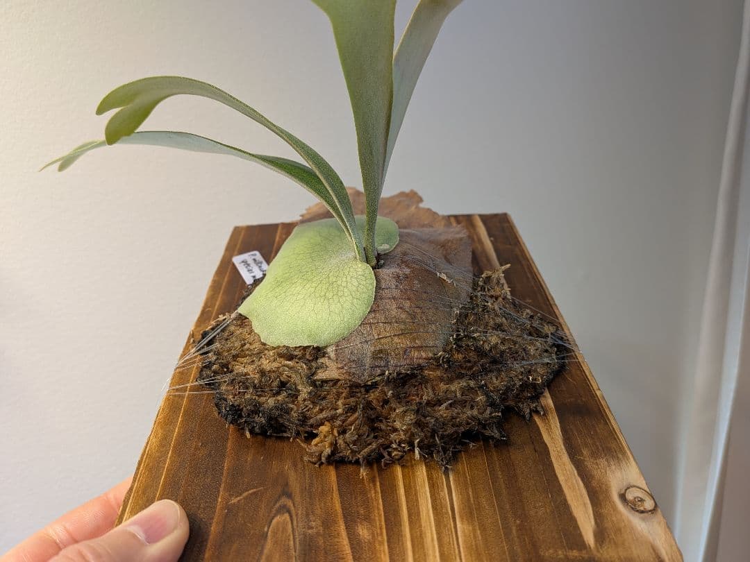 willinckii wild species mutasi01 ウィリンキー