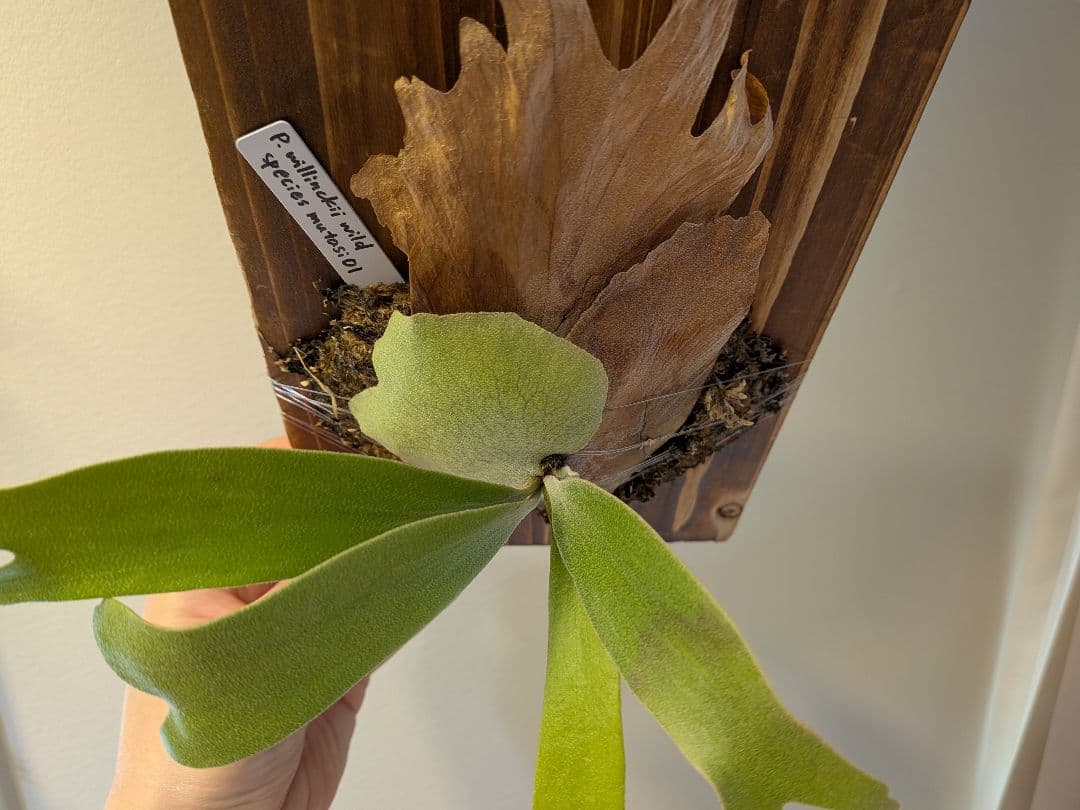 willinckii wild species mutasi01 ウィリンキー