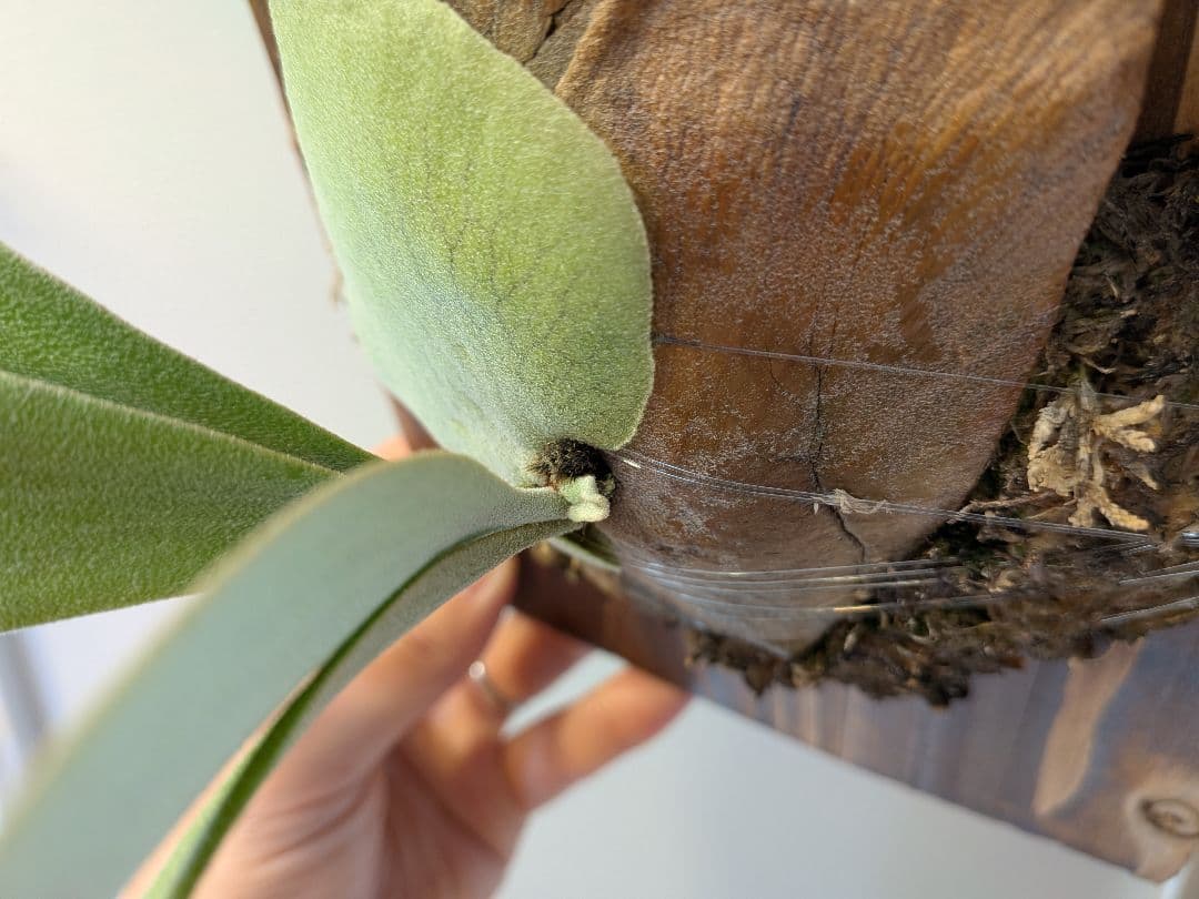 willinckii wild species mutasi01 ウィリンキー