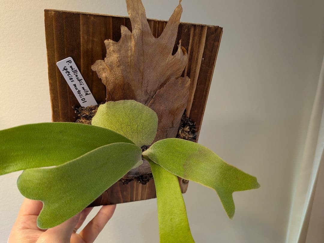 willinckii wild species mutasi01 ウィリンキー