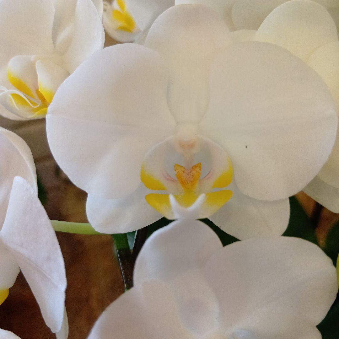 ファレノプシス雪っ子３本立6寸陶器鉢入り新品