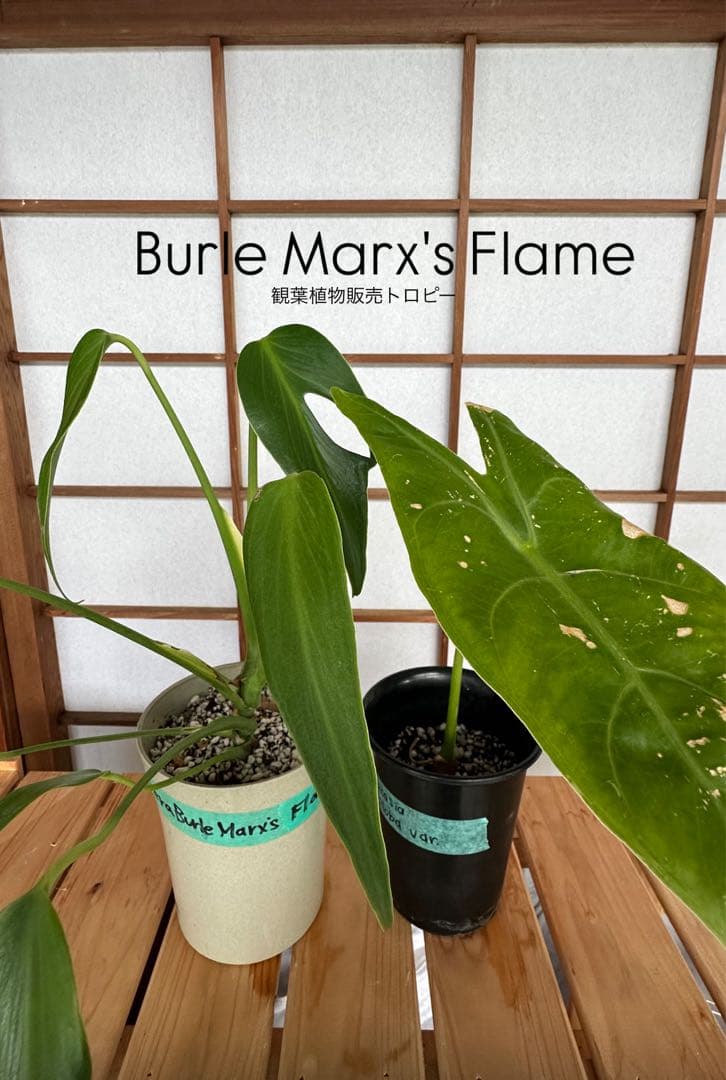 モンステラ・バールマルクスフレーム Burle Marx's Flame