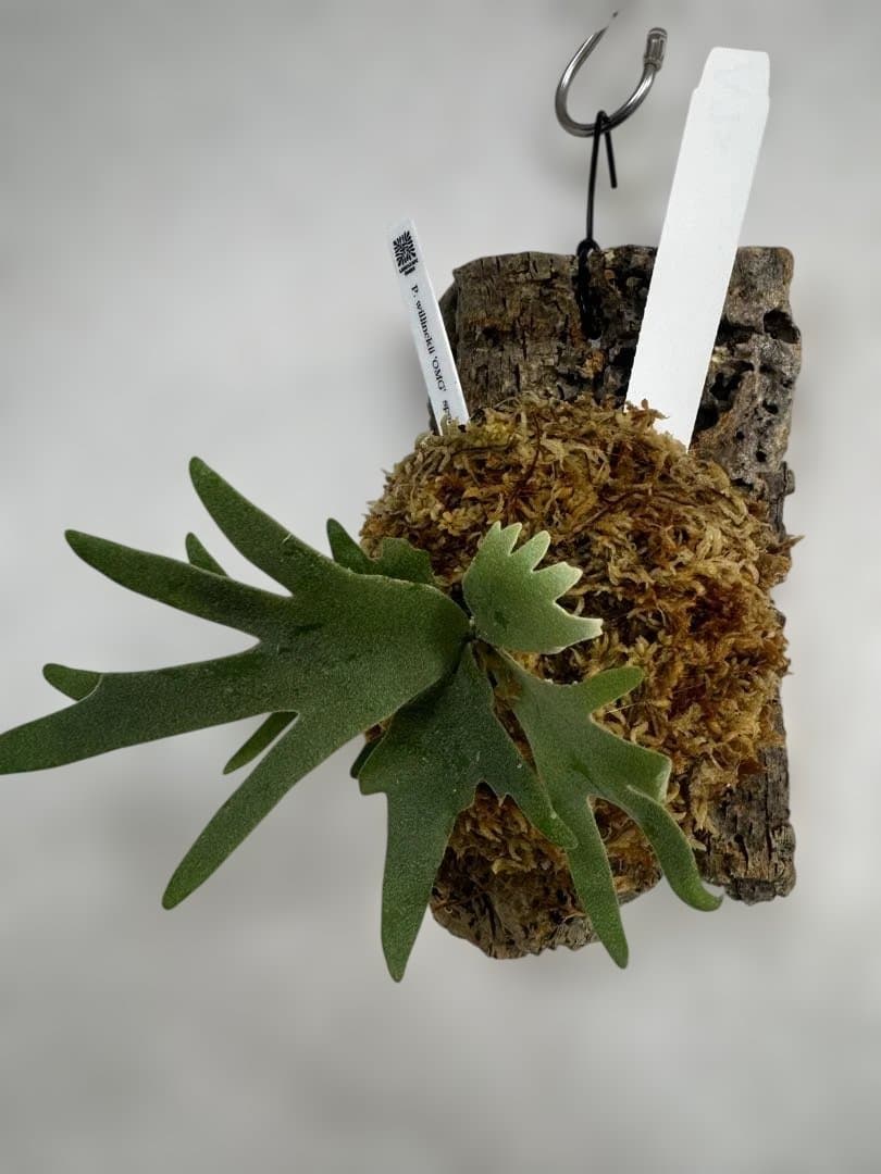 P. willinckii 'OMG'spore コルク　ビカクシダ　白