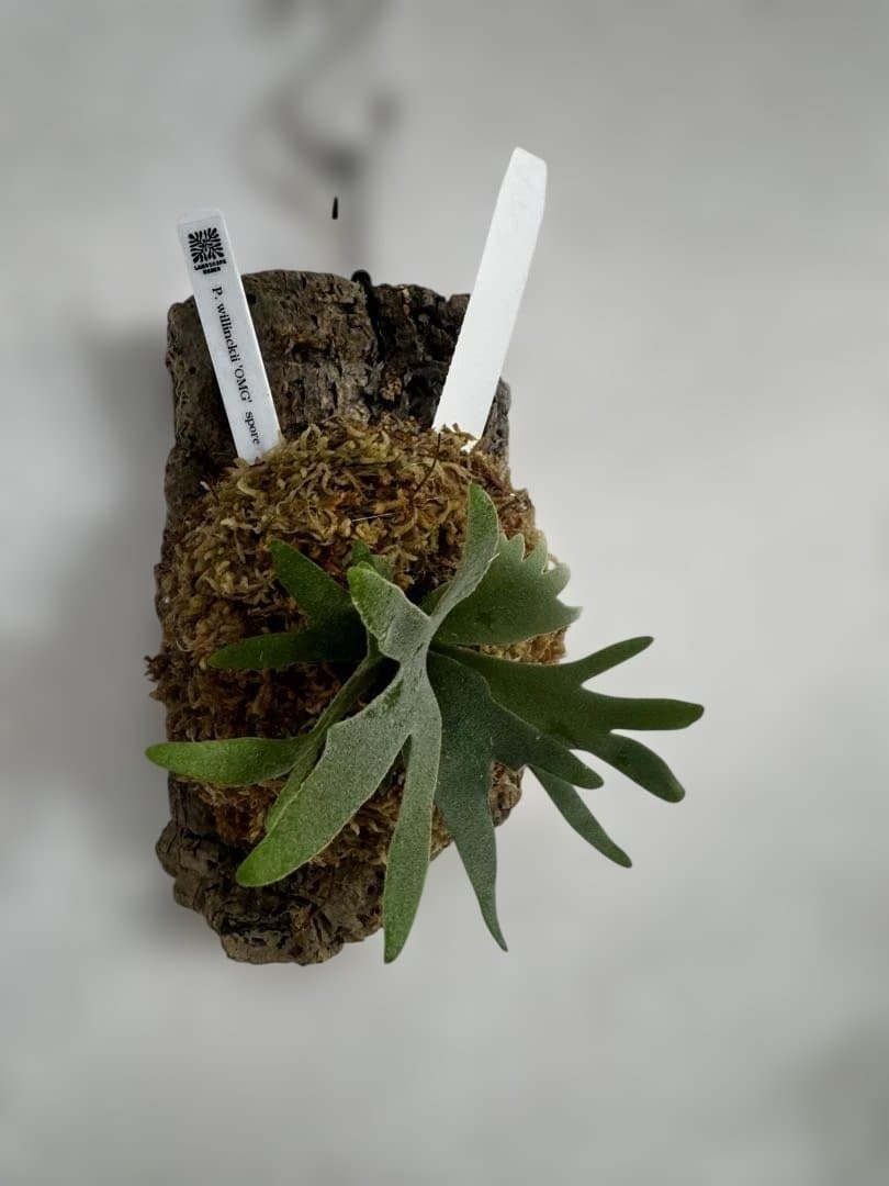 P. willinckii 'OMG'spore コルク　ビカクシダ　白