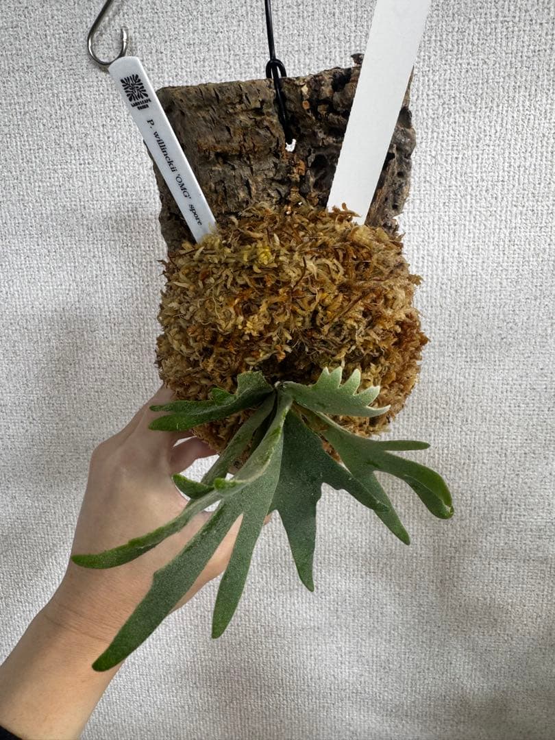 P. willinckii 'OMG'spore コルク　ビカクシダ　白