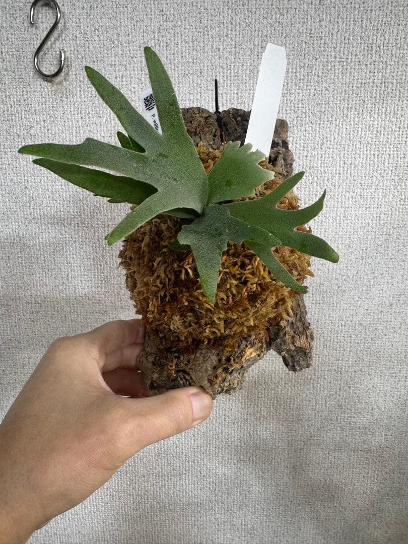 P. willinckii 'OMG'spore コルク　ビカクシダ　白