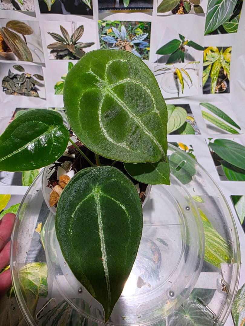 熱帯植物　アンスリウム　フォルゲッティ　\"ホワイト ストライプ\"