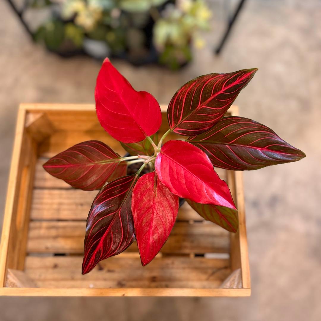 m*y様 53 アグラオネマ　レッドベイン　鮮やかな色味