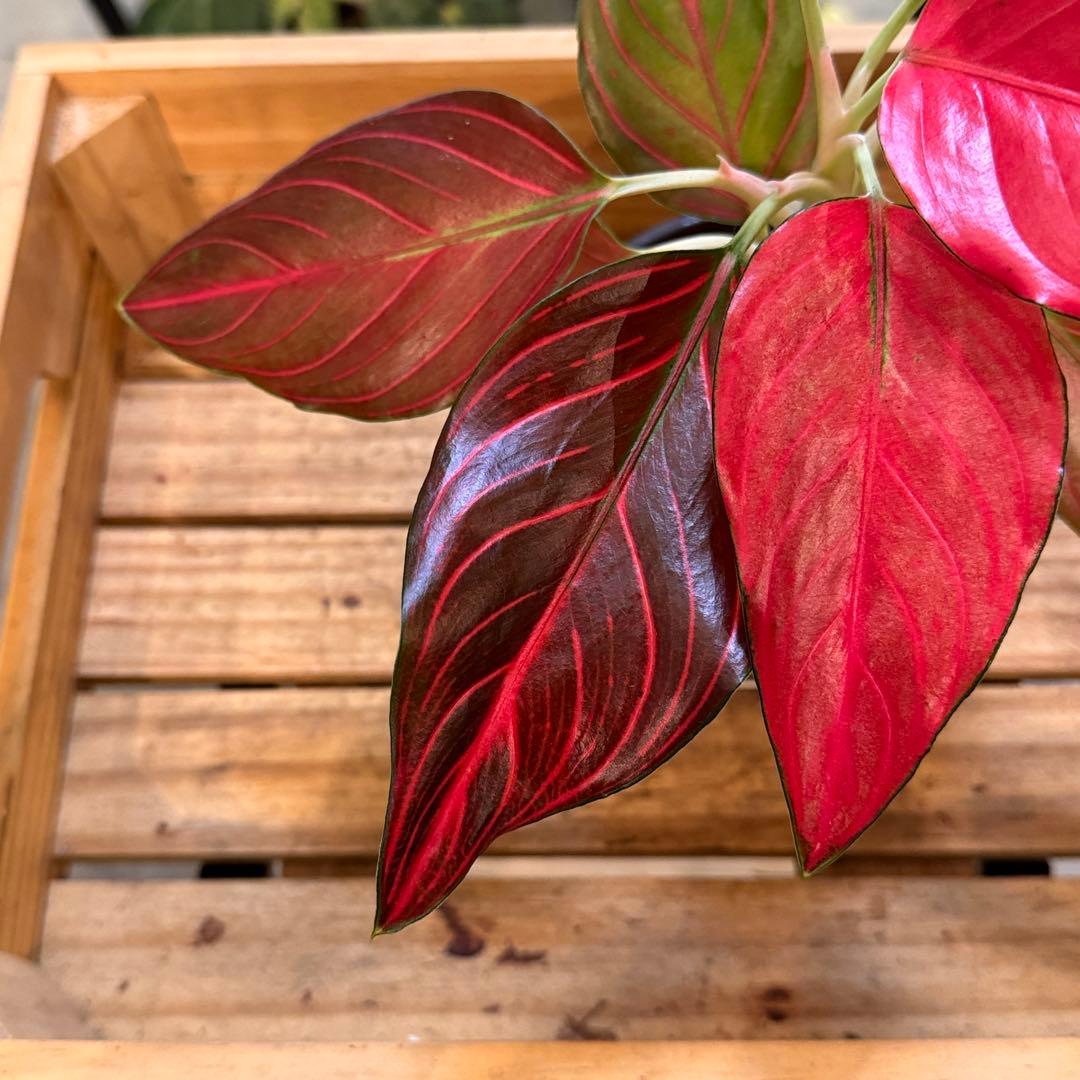 m*y様 53 アグラオネマ　レッドベイン　鮮やかな色味