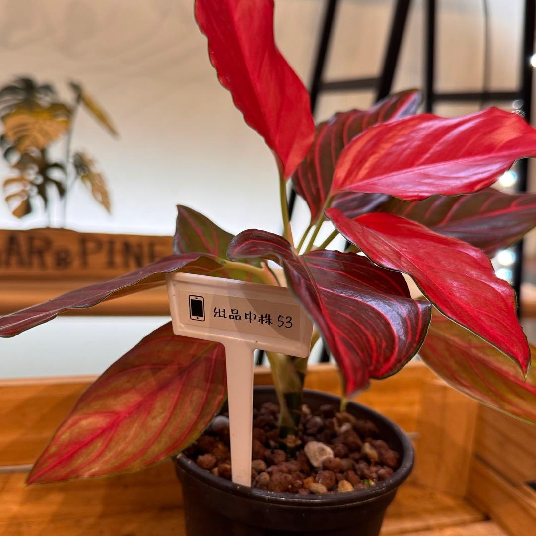 m*y様 53 アグラオネマ　レッドベイン　鮮やかな色味