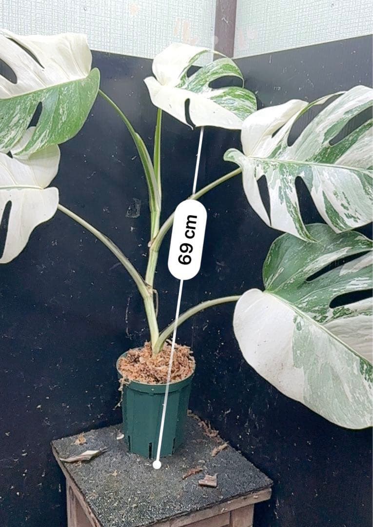 か*し様 斑入りモンステラ ホワイトタイガー極美大株69cm白斑多