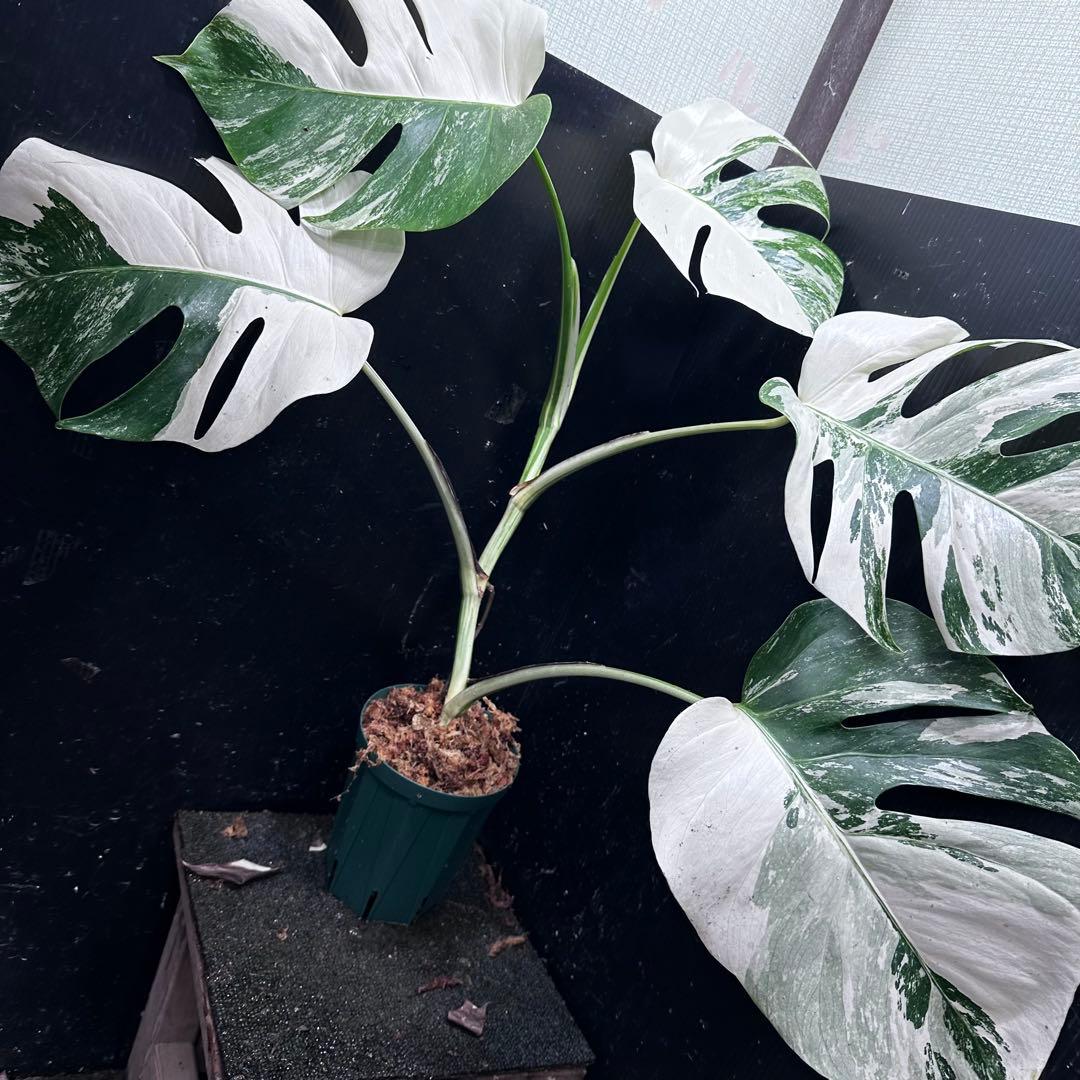 か*し様 斑入りモンステラ ホワイトタイガー極美大株69cm白斑多