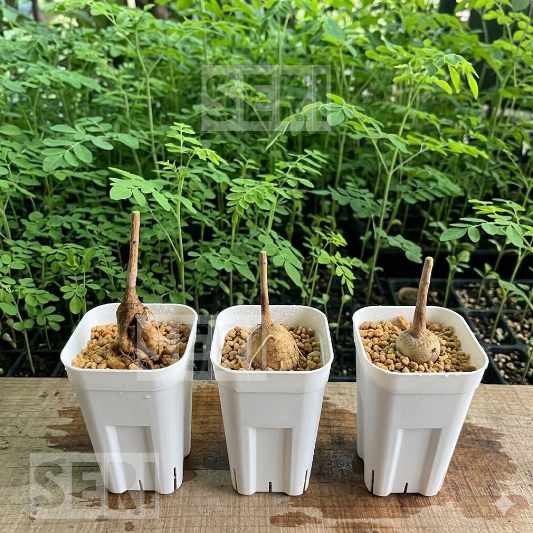 モリンガの豪華セット　種　苗　【入手困難】　挿し木