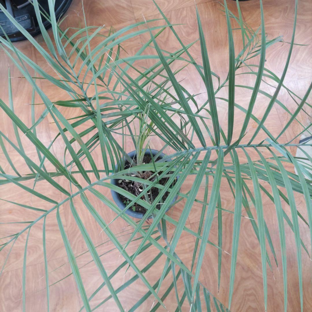 ココスヤシ　シルバーリーフ７年生　観葉植物　インテリア