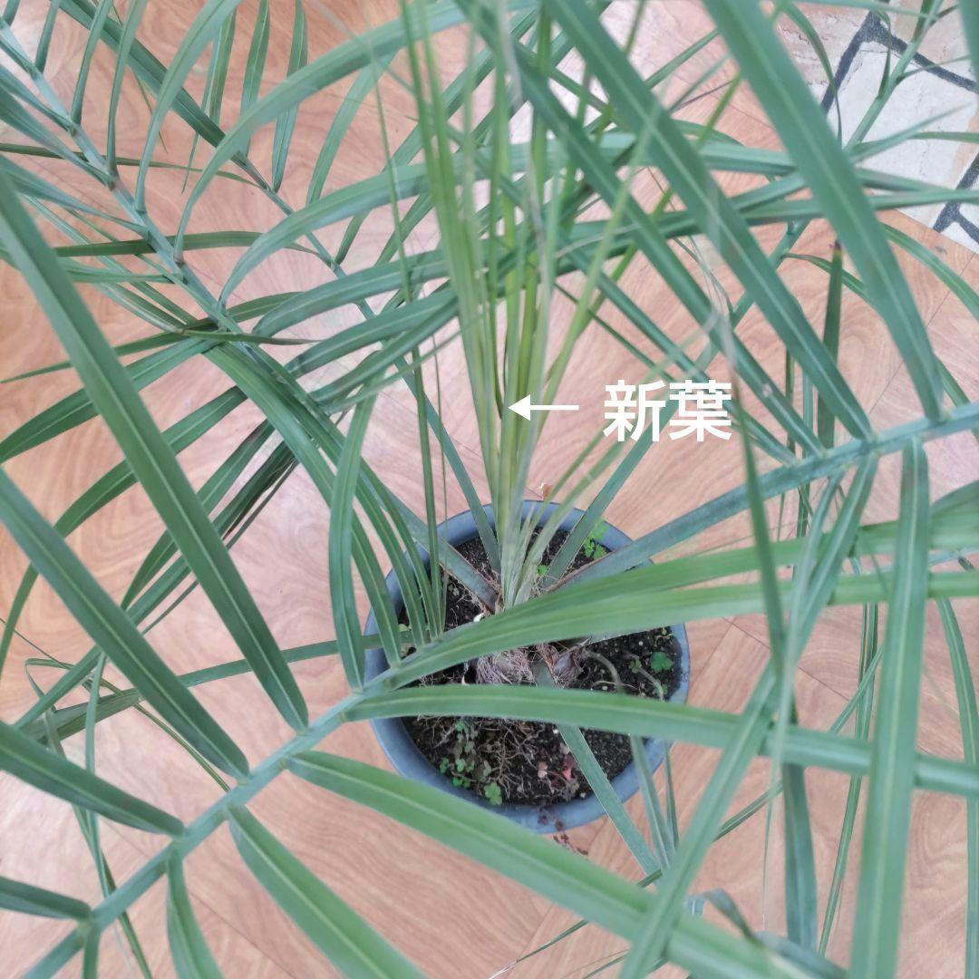 ココスヤシ　シルバーリーフ７年生　観葉植物　インテリア