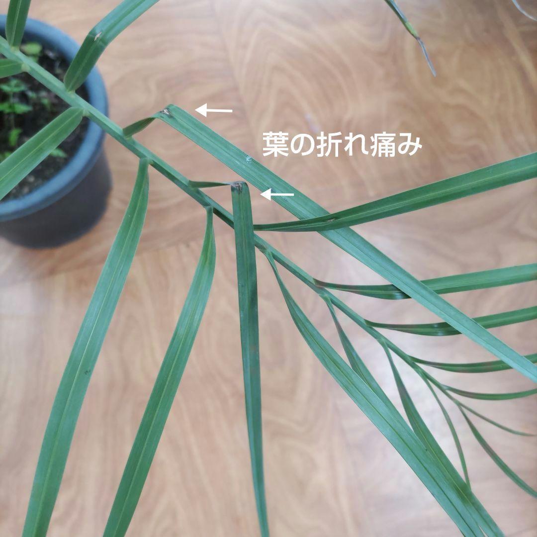 ココスヤシ　シルバーリーフ７年生　観葉植物　インテリア