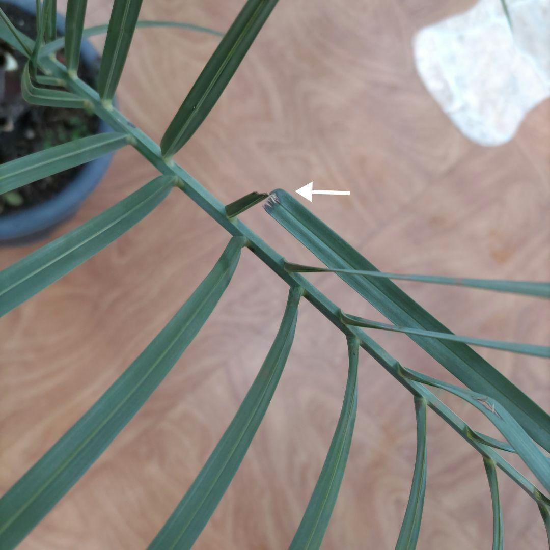 ココスヤシ　シルバーリーフ７年生　観葉植物　インテリア