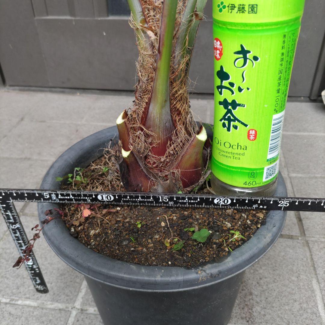 ココスヤシ　シルバーリーフ７年生　観葉植物　インテリア