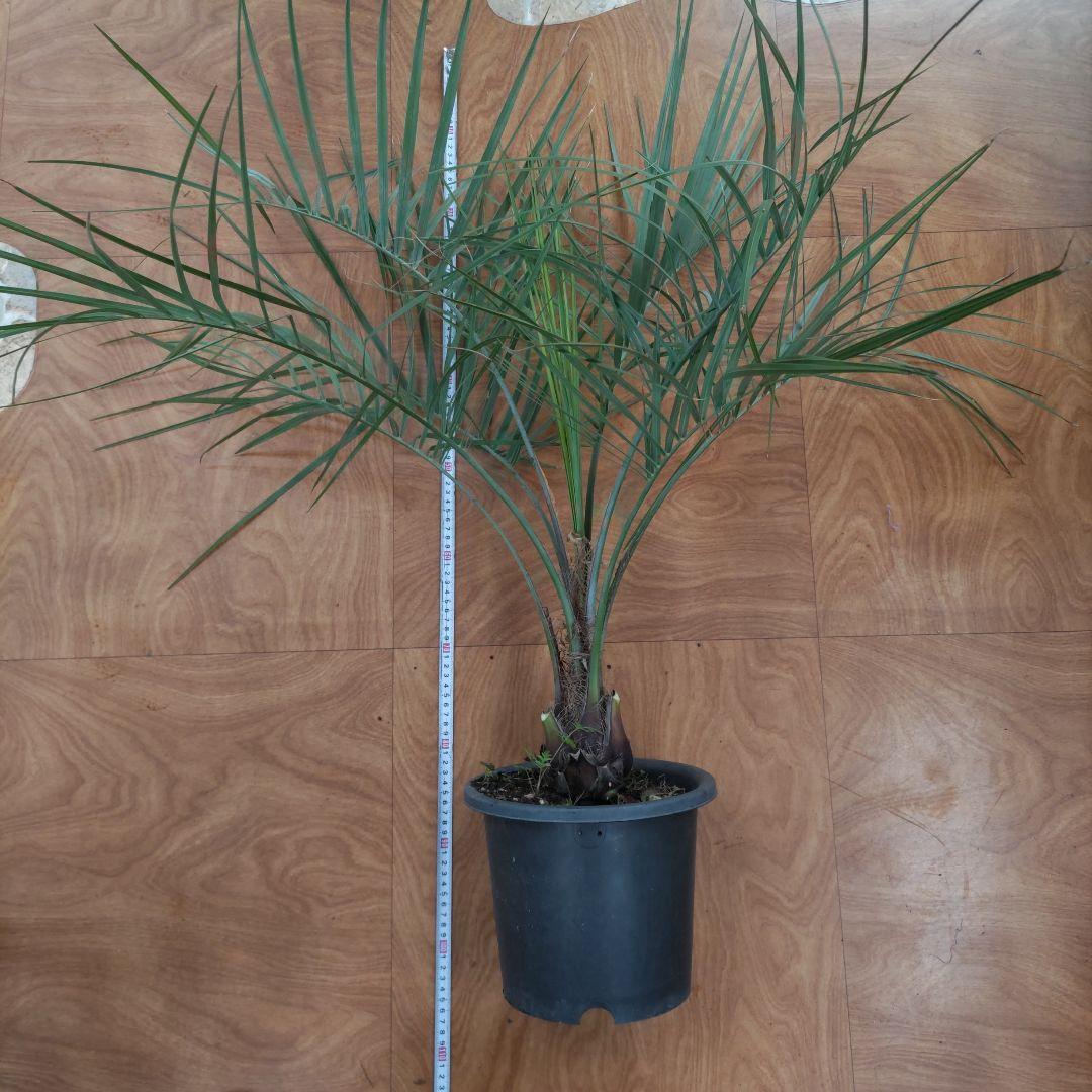 ココスヤシ　シルバーリーフ７年生　観葉植物　インテリア