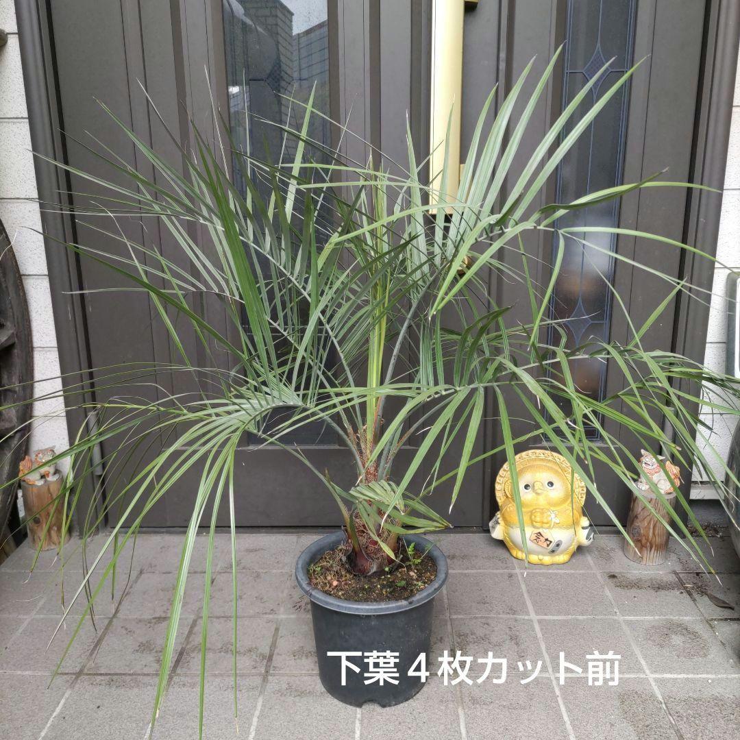 ココスヤシ　シルバーリーフ７年生　観葉植物　インテリア