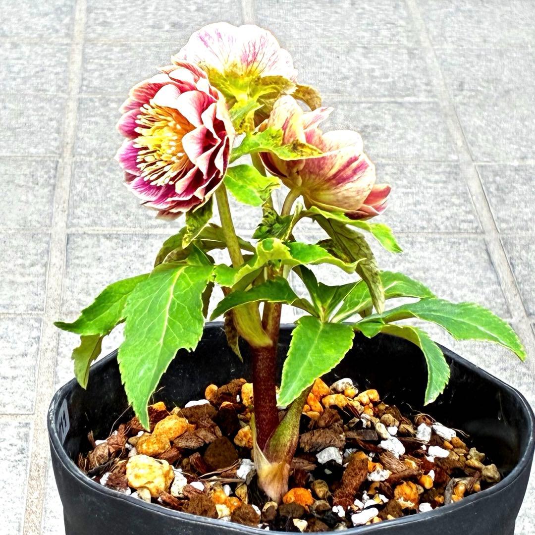 3711☘️極上☘️⭐️ソレイユ⭐️濃紅ピンク⭐️コロコロ小輪⭐️多弁⭐️コンパクト⭐️広瀬