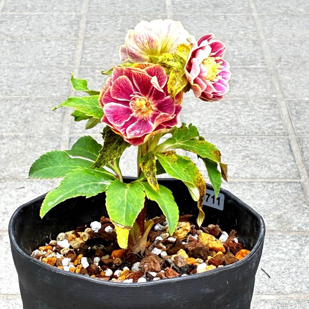 3711☘️極上☘️⭐️ソレイユ⭐️濃紅ピンク⭐️コロコロ小輪⭐️多弁⭐️コンパクト⭐️広瀬