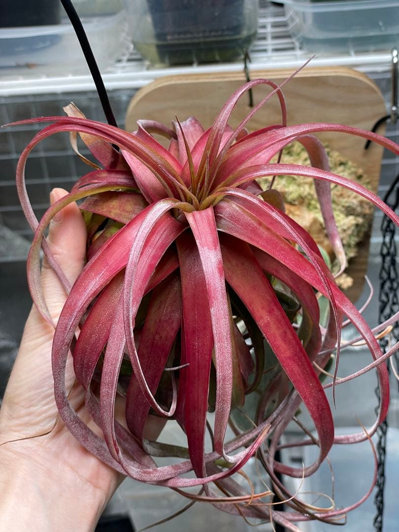 Tillandsia 'Love Knot' 大株