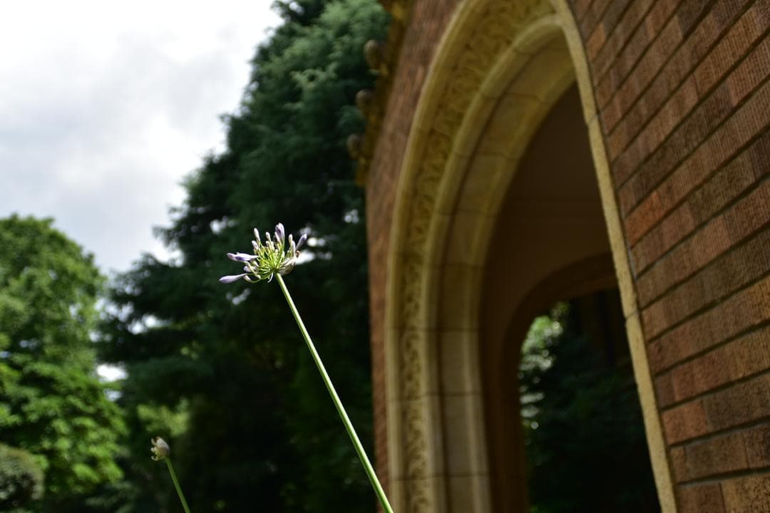 作例あり　Nikon AF NIKKOR 20-35mm f/2.8D