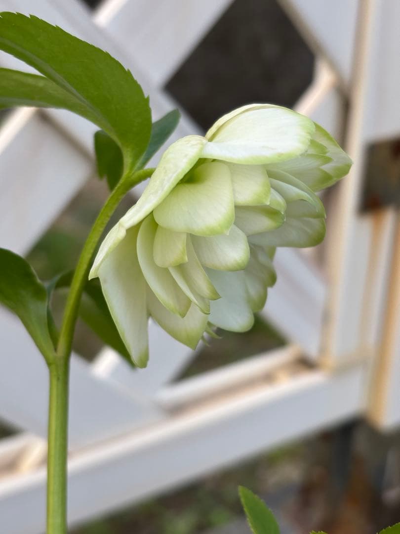 ダブル　クリスマスローズ苗　グリーンリップ