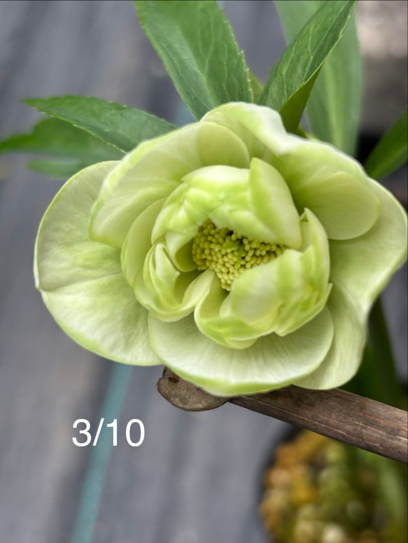 ダブル　クリスマスローズ苗　グリーンリップ