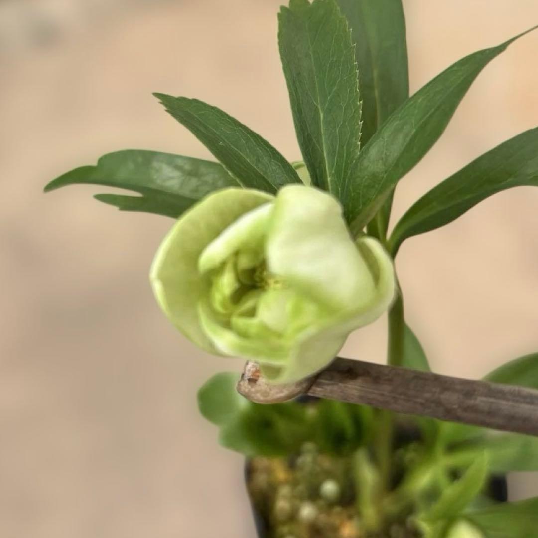 ダブル　クリスマスローズ苗　グリーンリップ