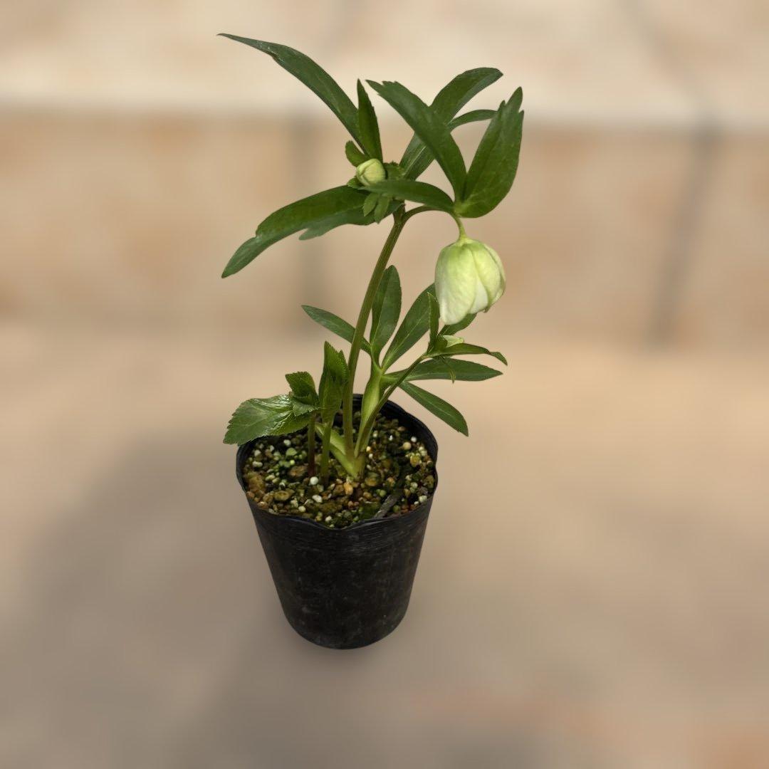 ダブル　クリスマスローズ苗　グリーンリップ