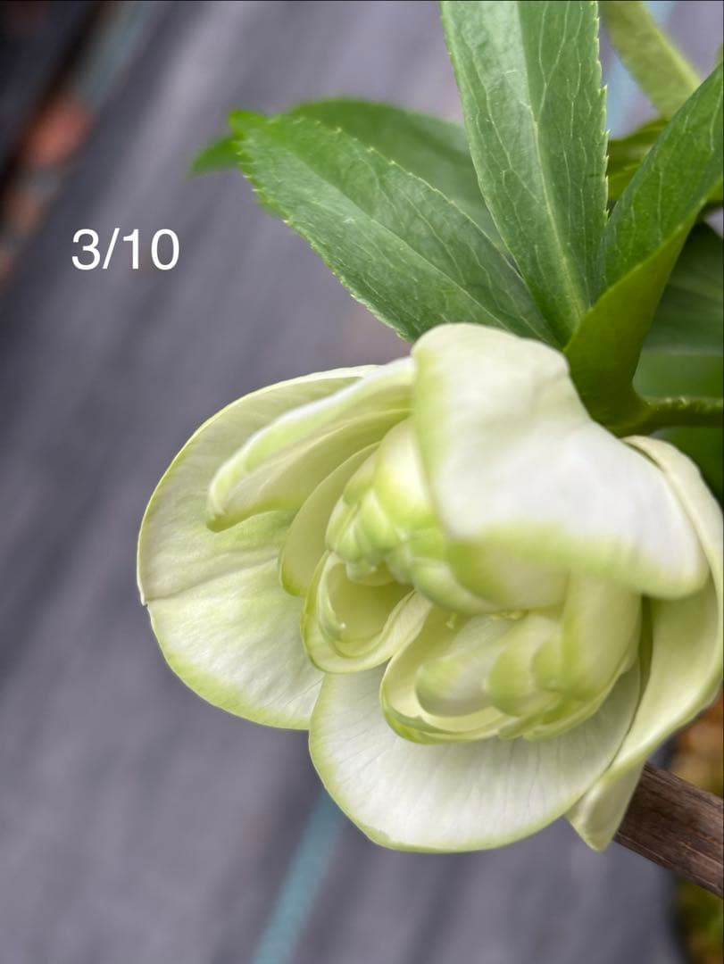 ダブル　クリスマスローズ苗　グリーンリップ