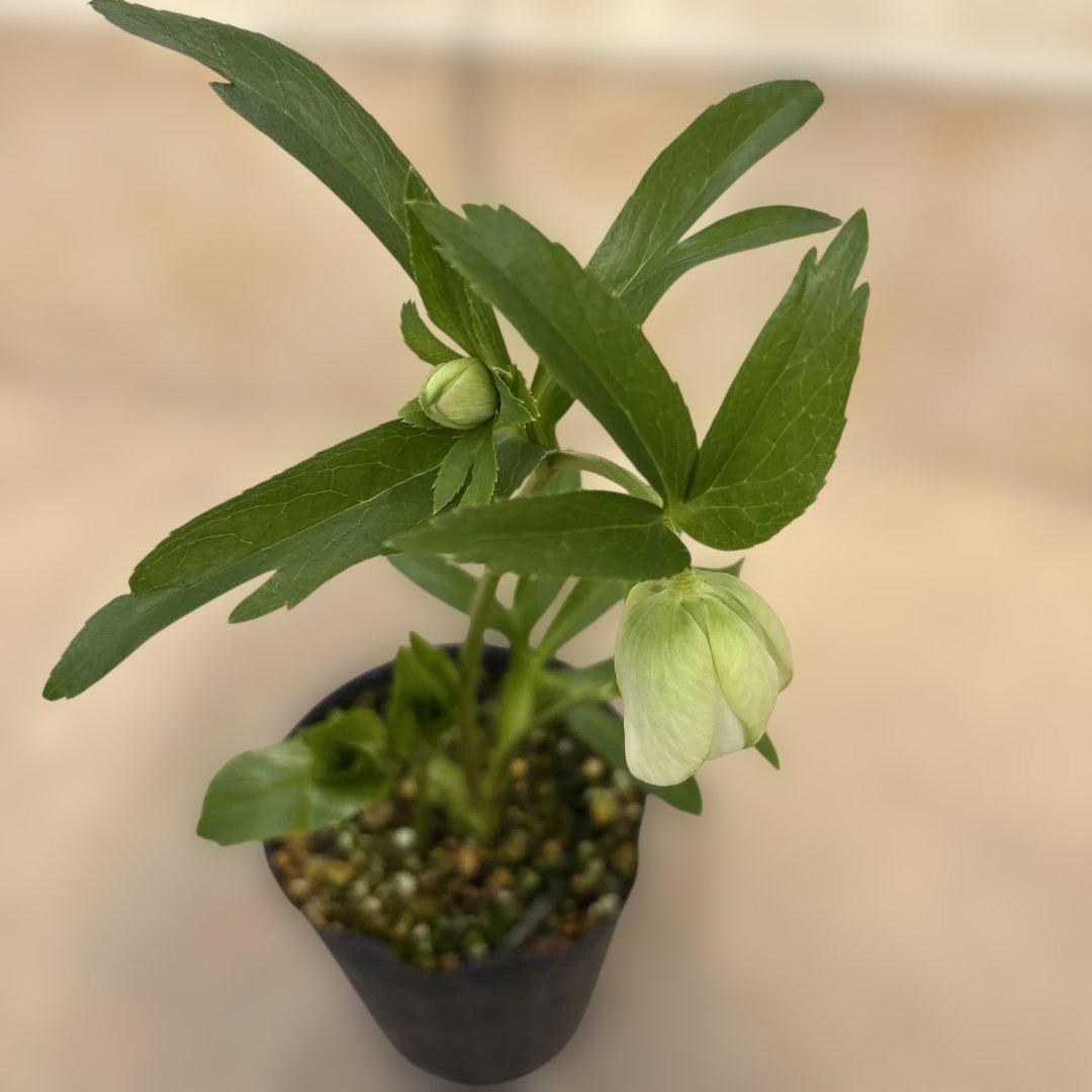 ダブル　クリスマスローズ苗　グリーンリップ