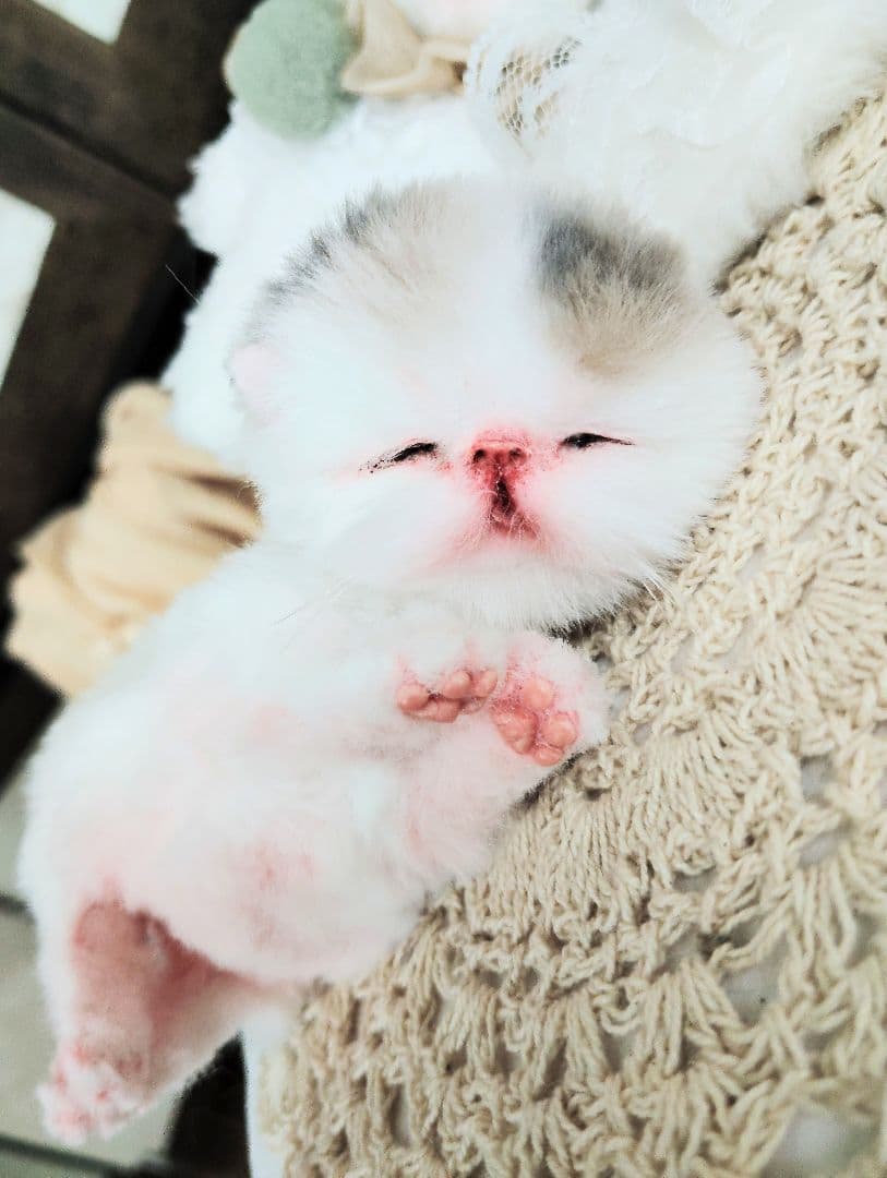 生まれたて子猫ちゃん♡生後２日♡エキゾベビー♡お布団*うさちゃん♡アートドール♡