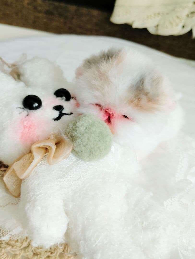 生まれたて子猫ちゃん♡生後２日♡エキゾベビー♡お布団*うさちゃん♡アートドール♡