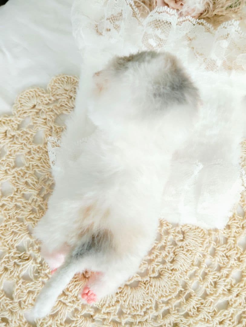 生まれたて子猫ちゃん♡生後２日♡エキゾベビー♡お布団*うさちゃん♡アートドール♡