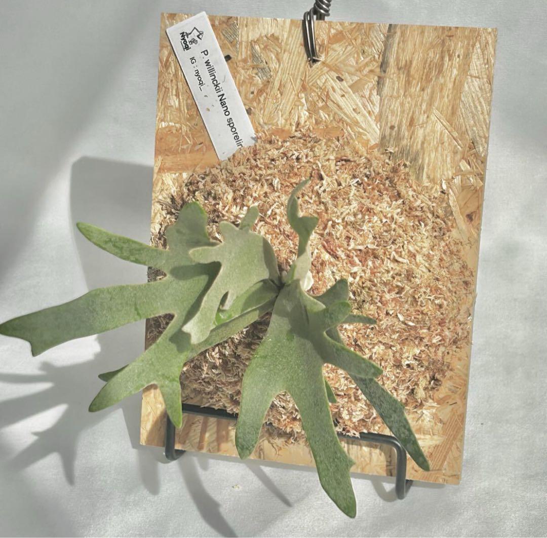 【SALE】P. Willinckii Nano(spore)【20】