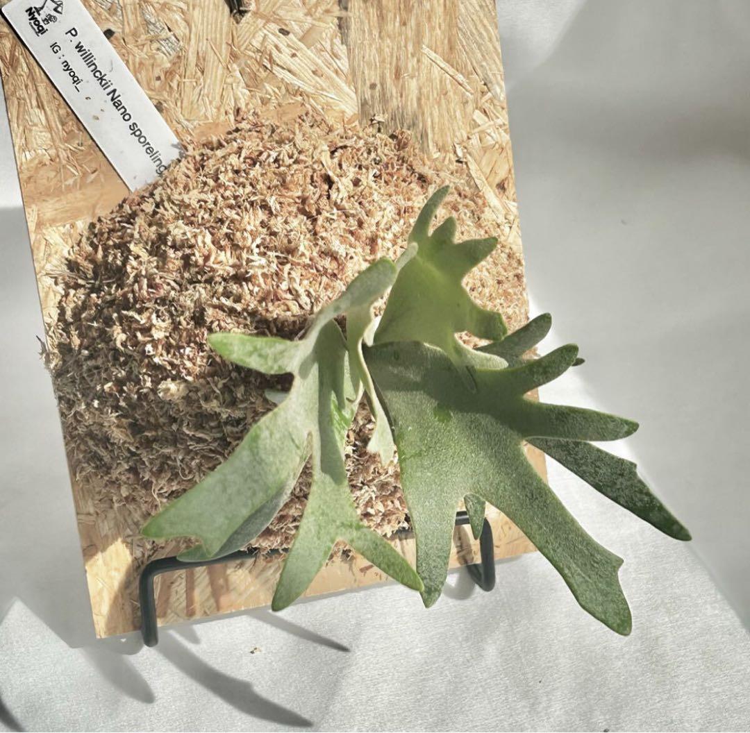 【SALE】P. Willinckii Nano(spore)【20】