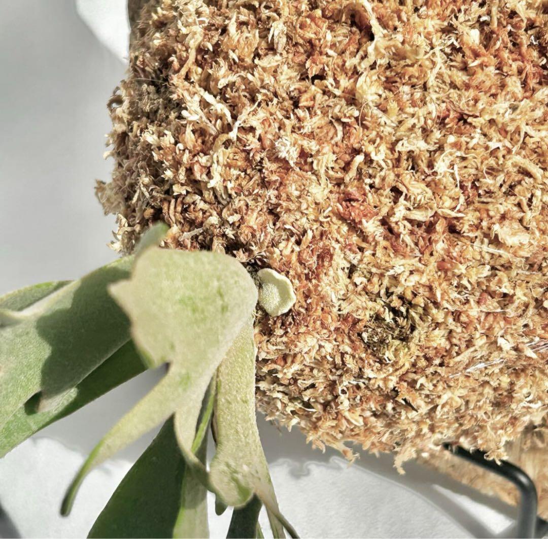 【SALE】P. Willinckii Nano(spore)【20】