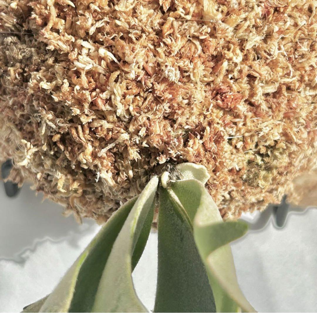 【SALE】P. Willinckii Nano(spore)【20】