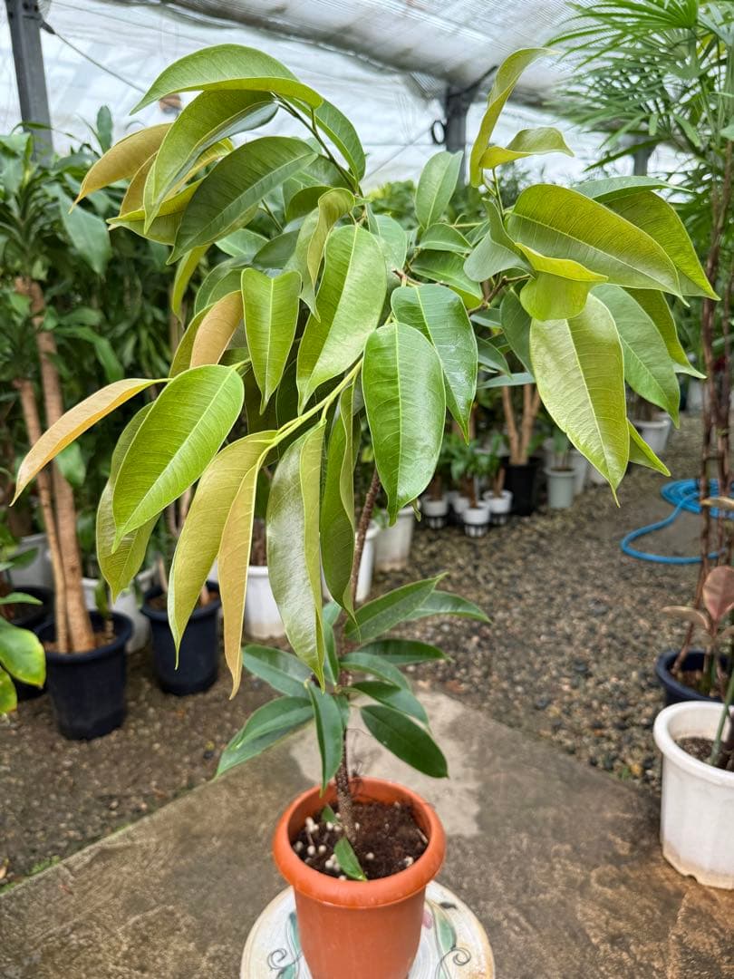 【特級品】フィカス アムステルダムキング 曲がり(ショウナンゴム) 特大極上苗