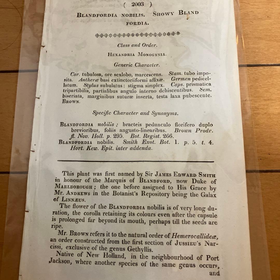 Blandfordia nobilis 植物画 2003年