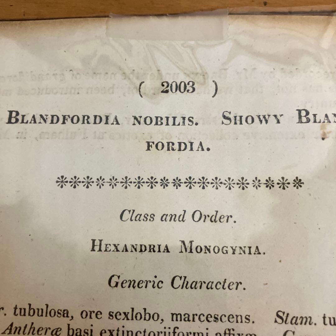 Blandfordia nobilis 植物画 2003年