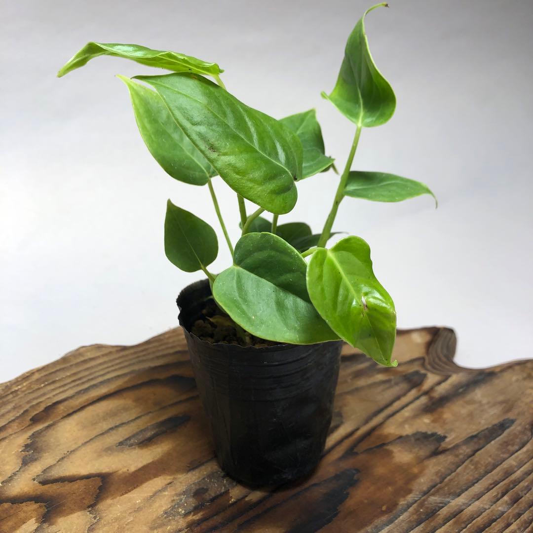 G*】様 MS20 5株セット アンスリウム・ワロクアナム