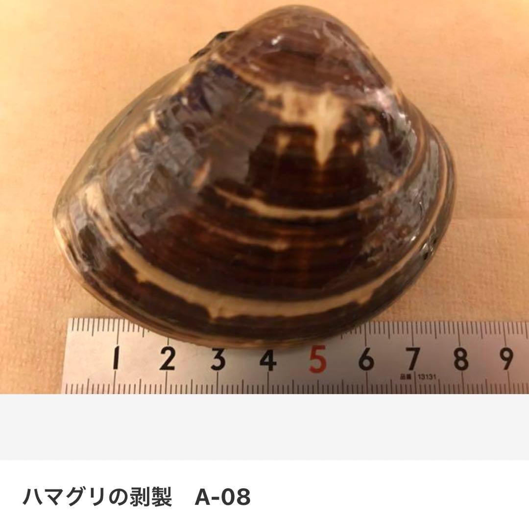 ハマグリの剥製 お買得16点セット