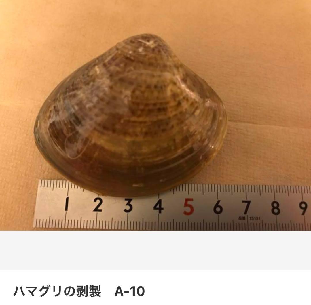 ハマグリの剥製 お買得16点セット