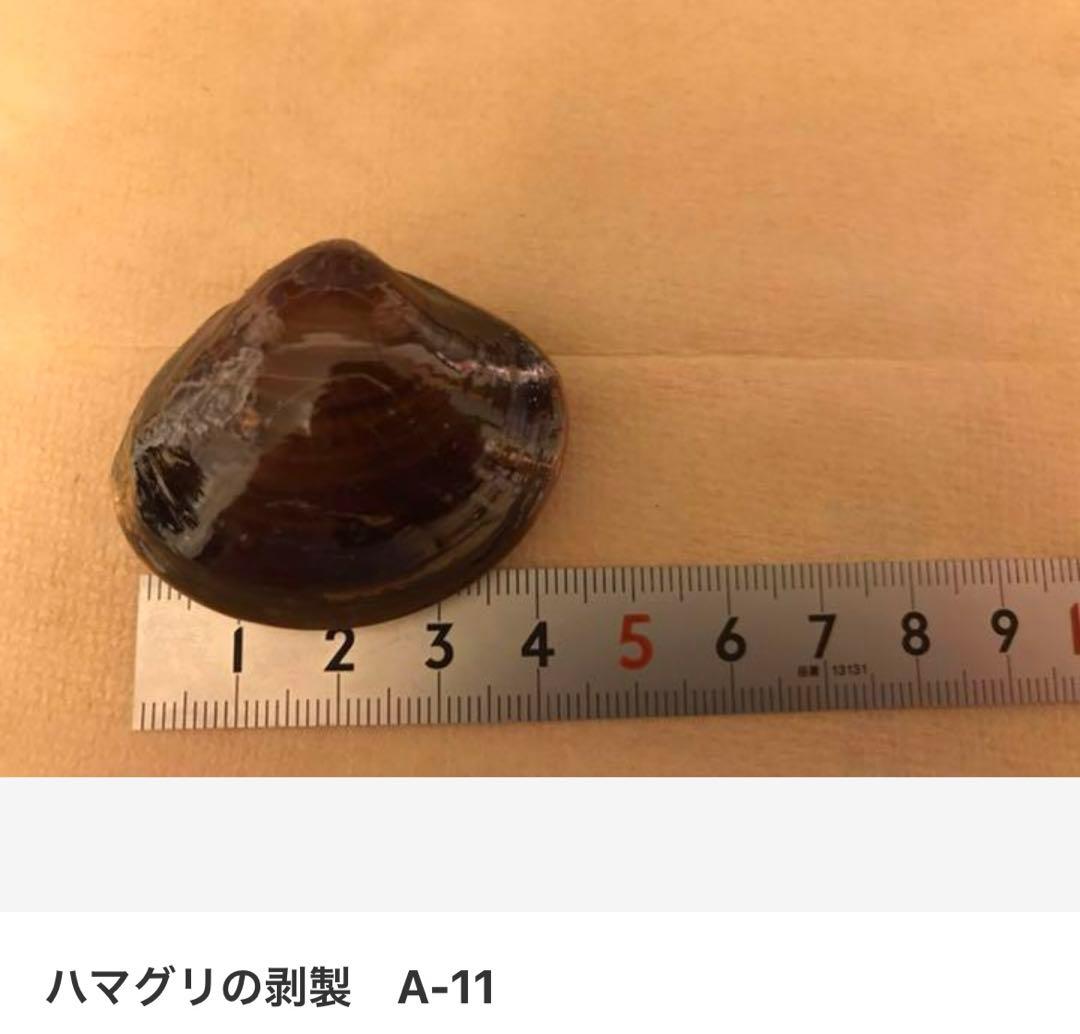 ハマグリの剥製 お買得16点セット
